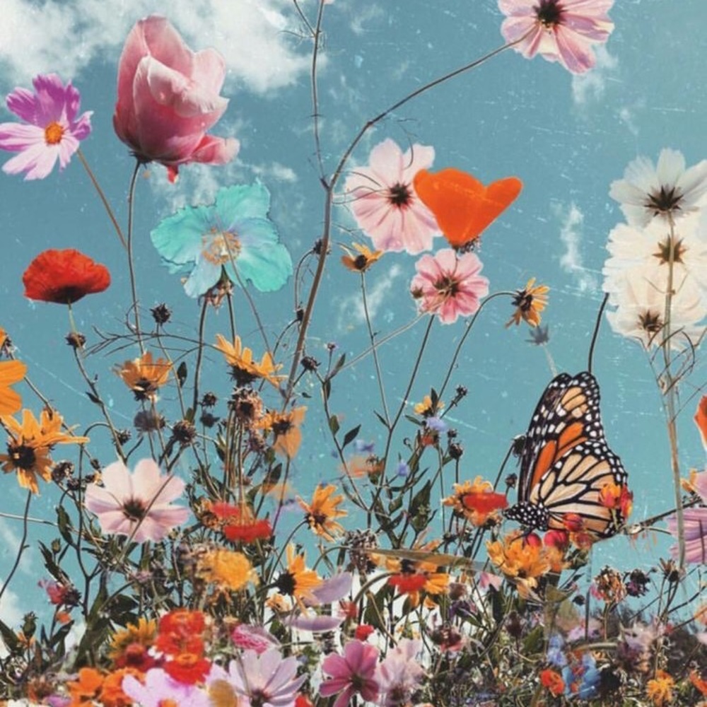 Meet your Posher, Chique A.